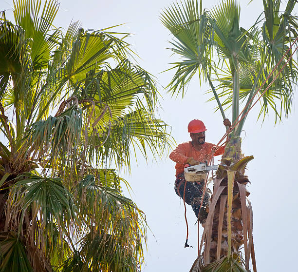 Dead Tree Removal in Key West, FL